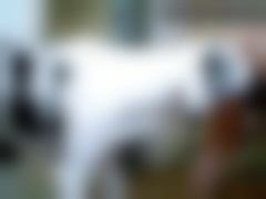 A Dalmatian intensely fucks a big-assed girl in a doggy style position